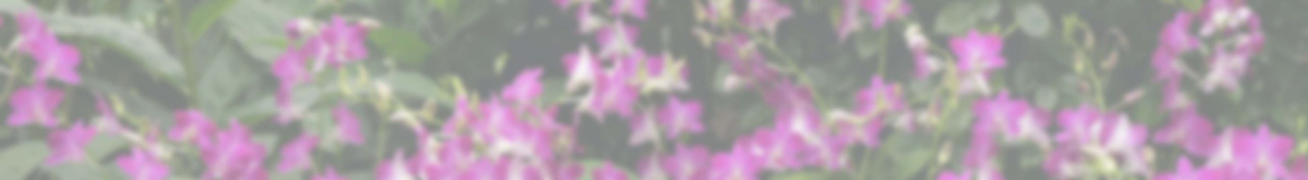 Header Supporters Header Supporters